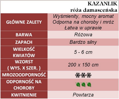 Kazanlik róże Damasceńskie gl. zal